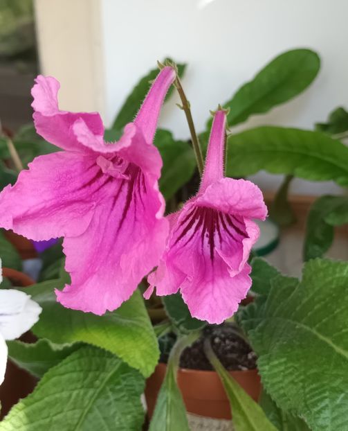  - STREPTOCARPUS