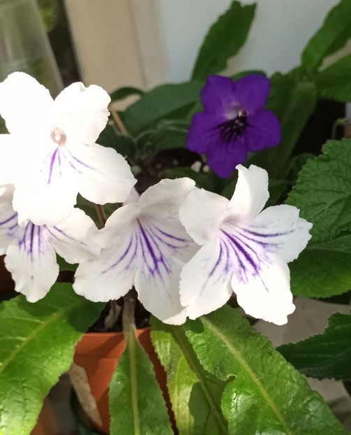  - STREPTOCARPUS