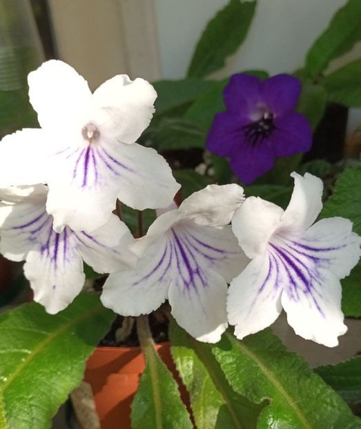  - STREPTOCARPUS