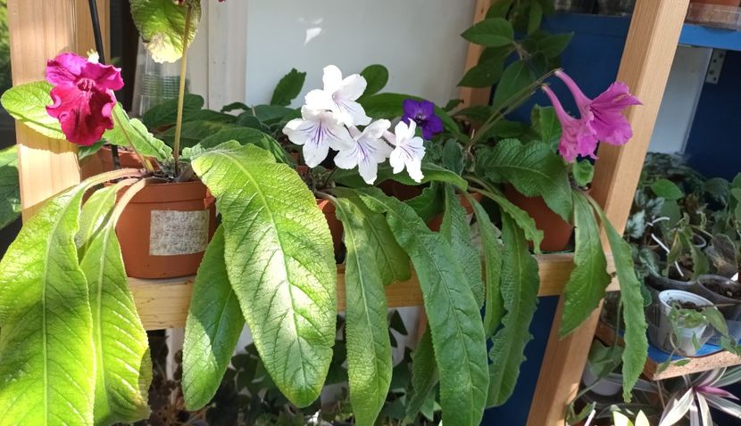  - STREPTOCARPUS