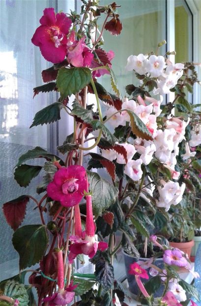  - Frumosi mei achi astazi