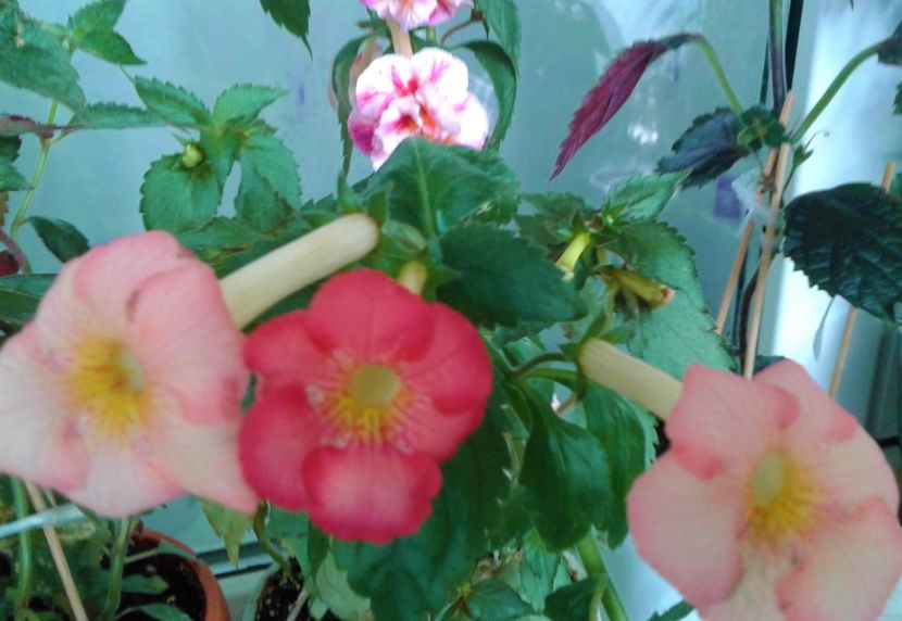  - Frumosi mei achi astazi