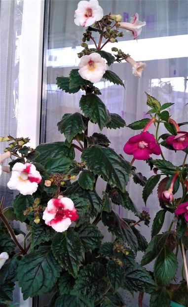  - Frumosi mei achi astazi