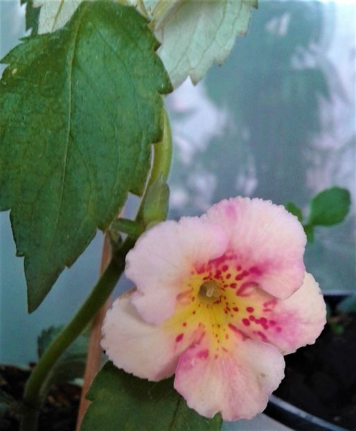  - Frumosi mei achi astazi