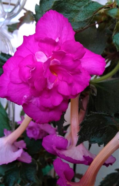  - Frumosi mei achi astazi