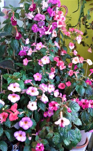 20221015_085738-1 - colectia mea de achimenes oda lui SS SS