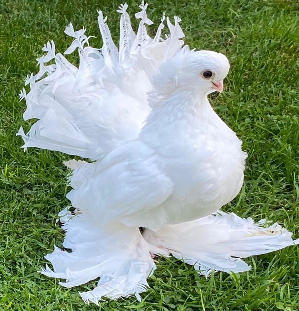  - SIBERIENI si NORCAUCAZIENI