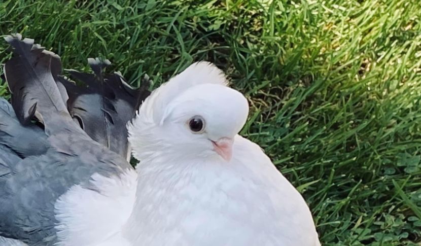  - SIBERIENI si NORCAUCAZIENI