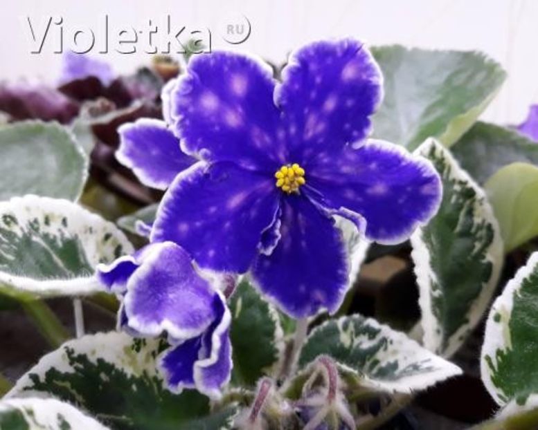 ND-Odessitka - ZZND-Odessitka