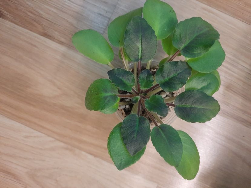  - Morgan s Chutney Popcorn