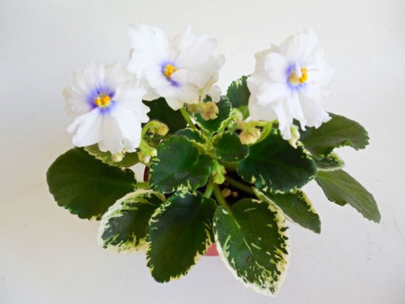 N-Nadenjka - N-Nadenjka