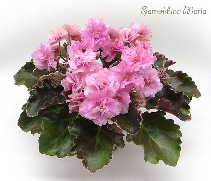 NL-Larisa - NL-Larisa