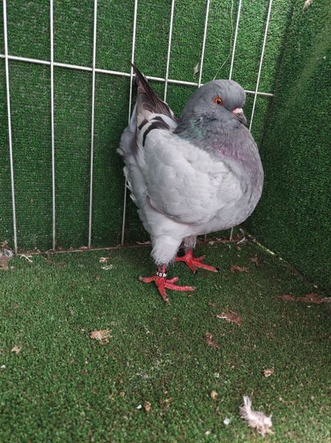 0-1 vanduta - King 2022