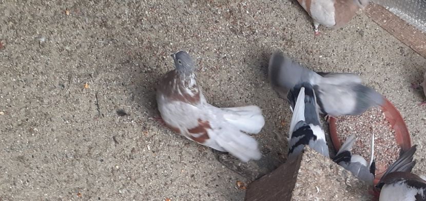 20221014_161956_resized - 9-Dungat Romanesc