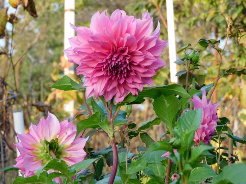 Cafe au lait rose - xx Colectie dalii