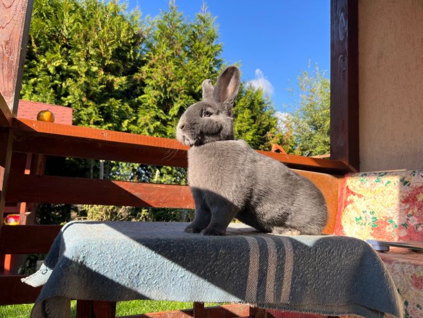 861B1F35-A20F-40F6-A32F-8C996DCF5478 - XXXXX- Generația 2022 Helle Grossilber si Blaue Wiener