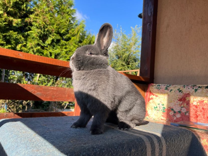 9C640A98-40D6-4D69-A787-BD21F0DB2B85 - XXXXX- Generația 2022 Helle Grossilber si Blaue Wiener