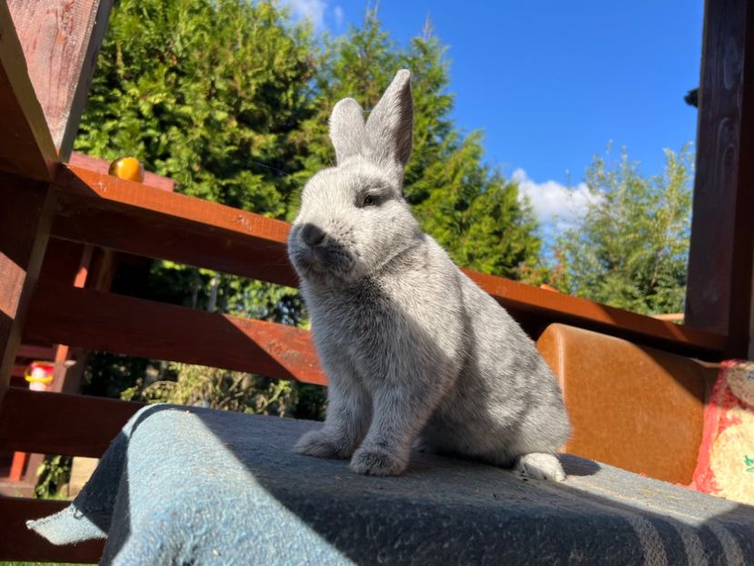 25D73CE4-0159-41CC-998A-C434B080AFE6 - XXXXX- Generația 2022 Helle Grossilber si Blaue Wiener