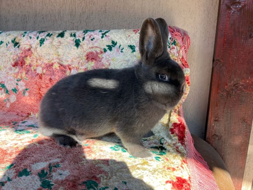 A7C39C30-EE96-4B6E-9F17-0D0535B79E04 - XXXXX- Generația 2022 Helle Grossilber si Blaue Wiener