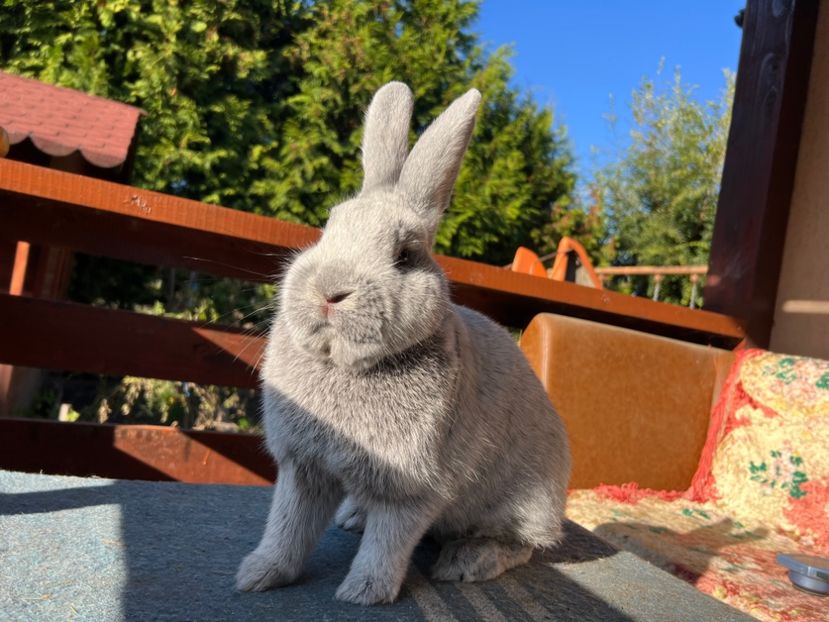 44F68896-CC18-4B75-834F-20F91C5CF929 - XXXXX- Generația 2022 Helle Grossilber si Blaue Wiener