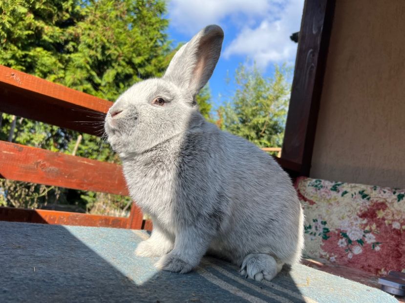 F3AF4993-569F-483F-A0E1-3C30B293F4C4 - XXXXX- Generația 2022 Helle Grossilber si Blaue Wiener