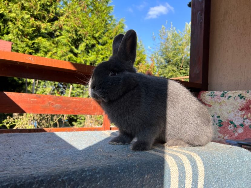 CE85E2D4-855F-40F3-9D53-F7CE722350F4 - XXXXX- Generația 2022 Helle Grossilber si Blaue Wiener