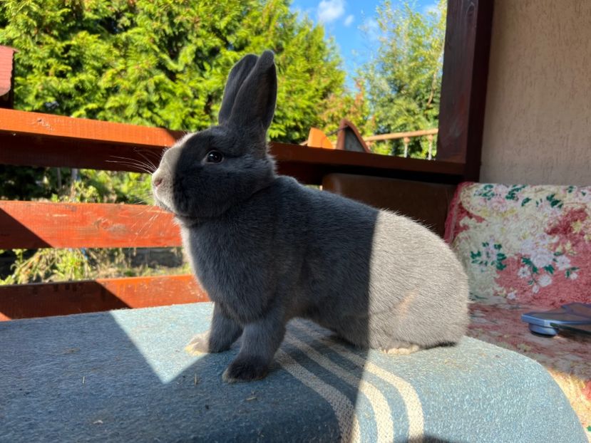 D9059C17-4BB4-4F37-9719-EA3531DBF43A - XXXXX- Generația 2022 Helle Grossilber si Blaue Wiener