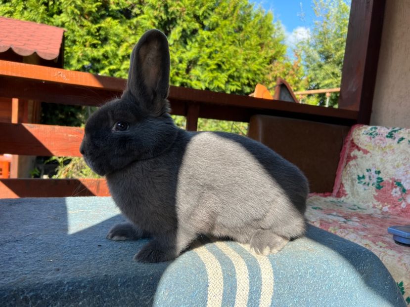 30F7F71A-96F9-4B82-B7DE-5C9DBF018238 - XXXXX- Generația 2022 Helle Grossilber si Blaue Wiener