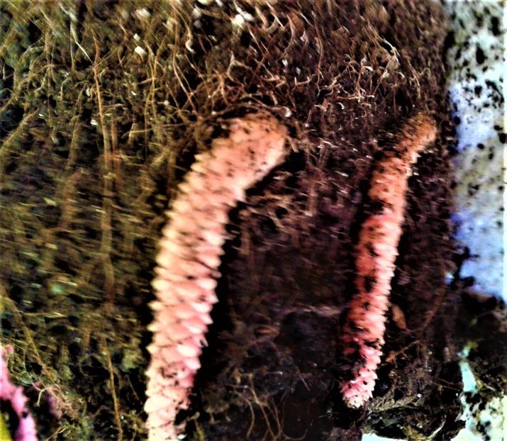  - Rizomii de achimenes 2023 2024