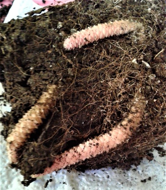  - Rizomii de achimenes 2023 2024