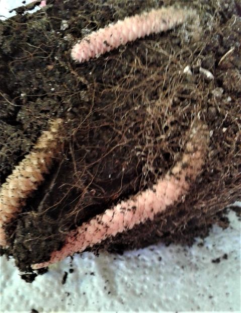  - Rizomii de achimenes 2023 2024