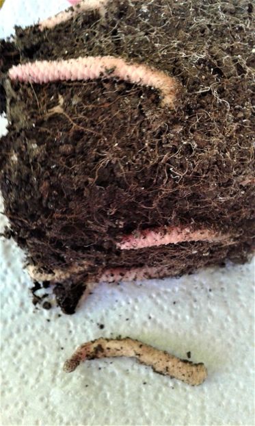  - Rizomii de achimenes 2023 2024