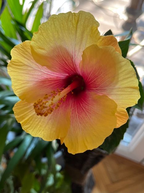 D3303FA7-F573-4652-8DB8-EE2439CDC84E - Hibiscus