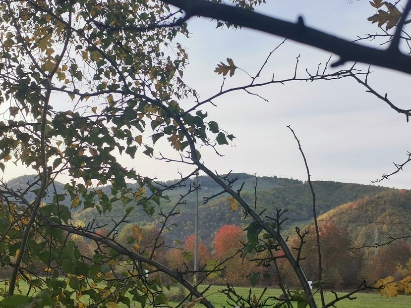  - Bucovina