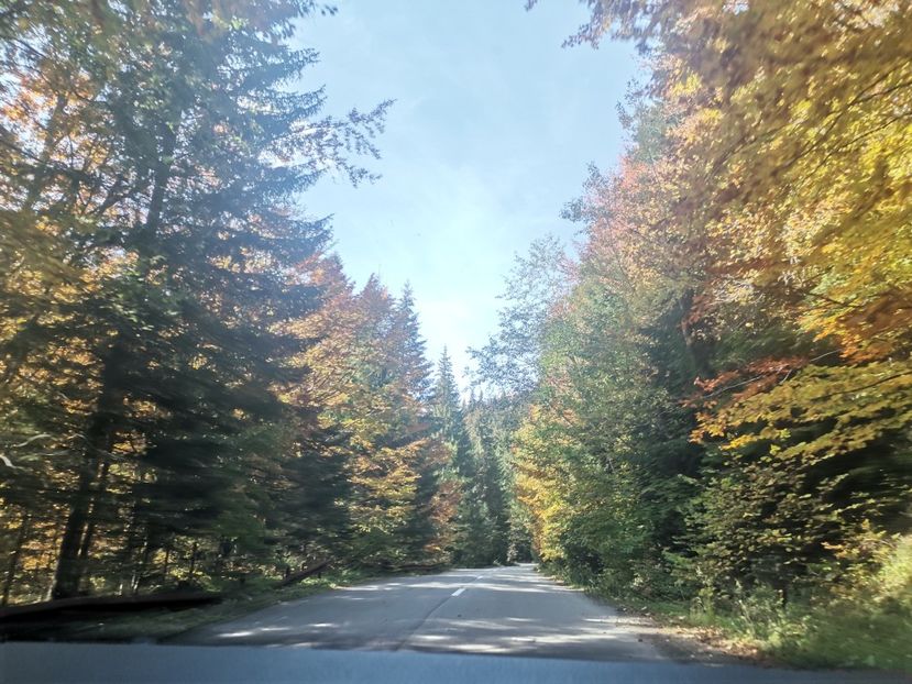  - Bucovina