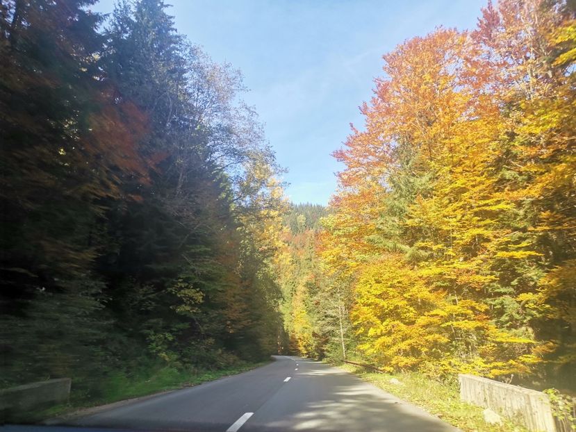  - Bucovina