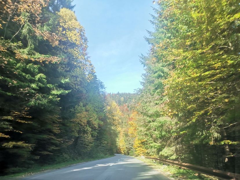  - Bucovina