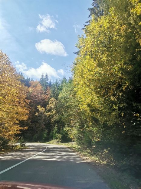  - Bucovina
