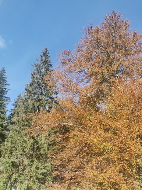 - Bucovina