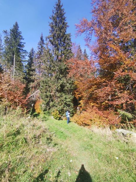  - Bucovina