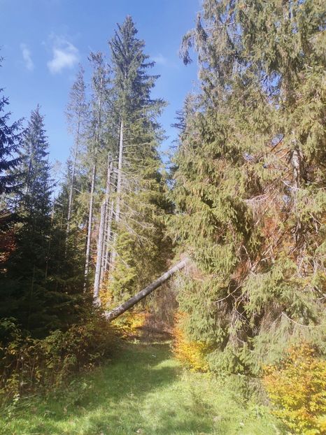  - Bucovina
