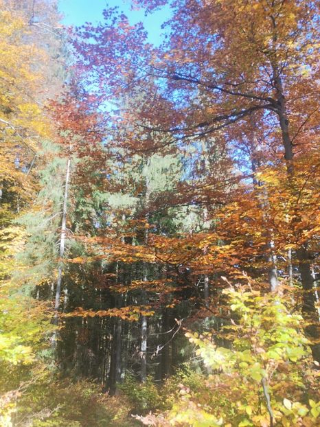  - Bucovina