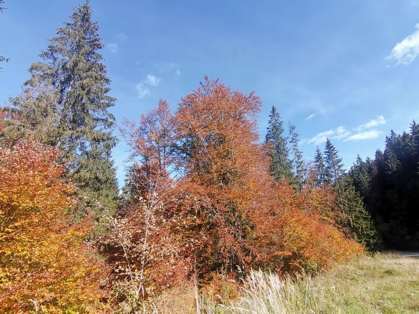  - Bucovina