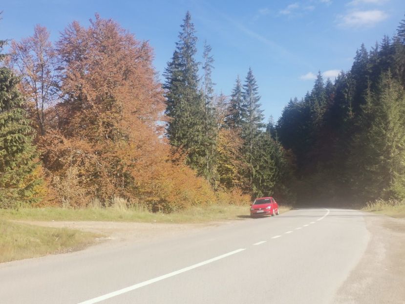  - Bucovina