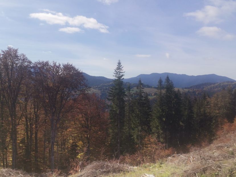  - Bucovina