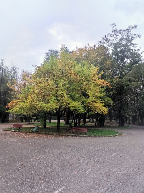  - Bucovina