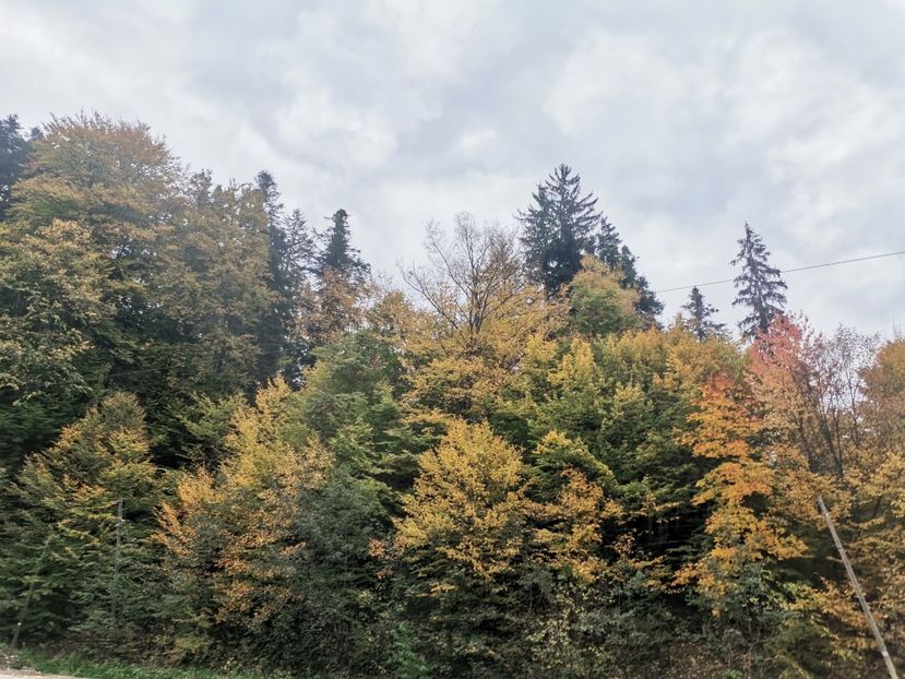  - Bucovina