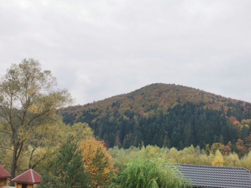  - Bucovina