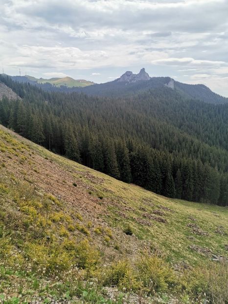  - Bucovina