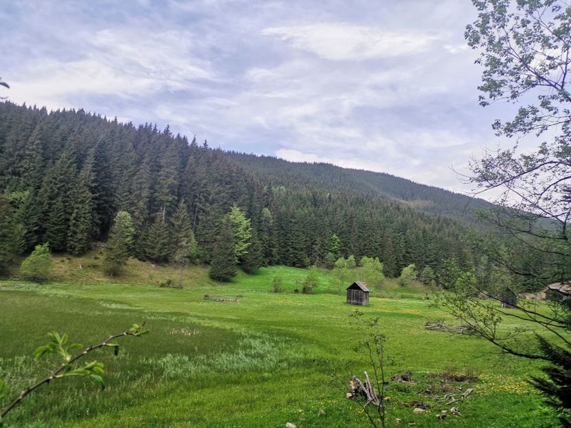  - Bucovina